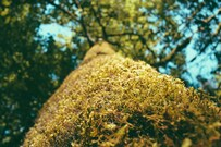 selective_focus_photography_of_tree_trunk_on_daytime-Paul_Jarvis-2500x1667-P7Lh0usGcuk.jpg