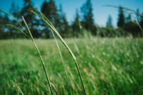 shallow_focus_photography_of_green_grass-Paul_Jarvis-2500x1667-Ps2n0rShqaM.jpg