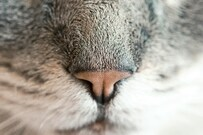 close-up_photography_of_animal_nose-Ryan_Mcguire-4106x2806-N-1XGL54pQg.jpg